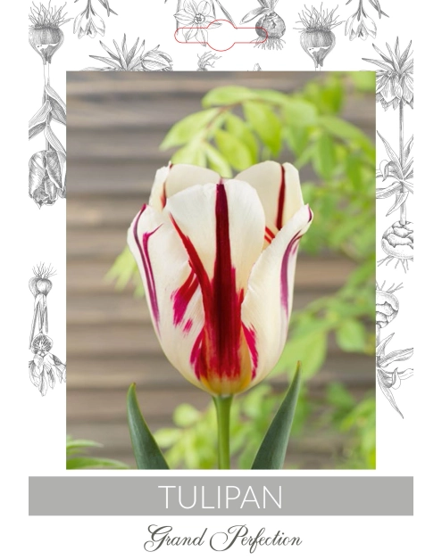 Zdjęcie: Tulipan Grand Perfection W.LEGUTKO