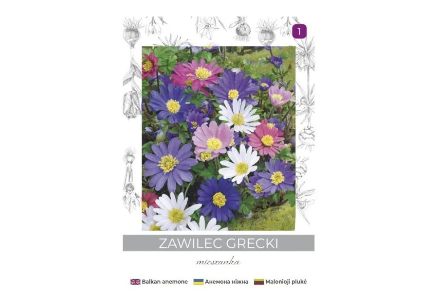 Zdjęcie: Zawilec grecki mieszanka 6 sztuk W.LEGUTKO