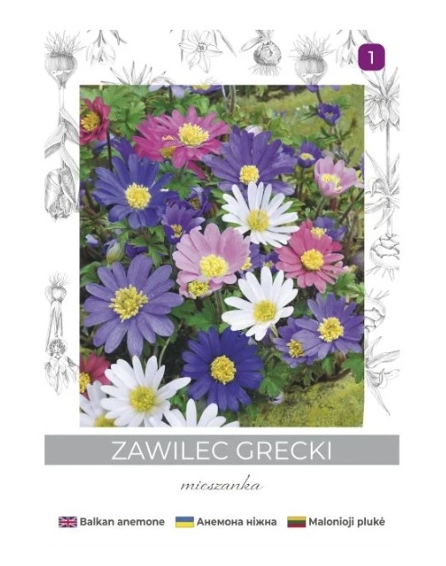 Zdjęcie: Zawilec grecki mieszanka 6 sztuk W.LEGUTKO