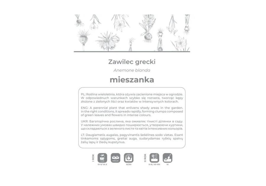 Zdjęcie: Zawilec grecki mieszanka 6 sztuk W.LEGUTKO