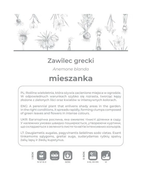 Zdjęcie: Zawilec grecki mieszanka 6 sztuk W.LEGUTKO