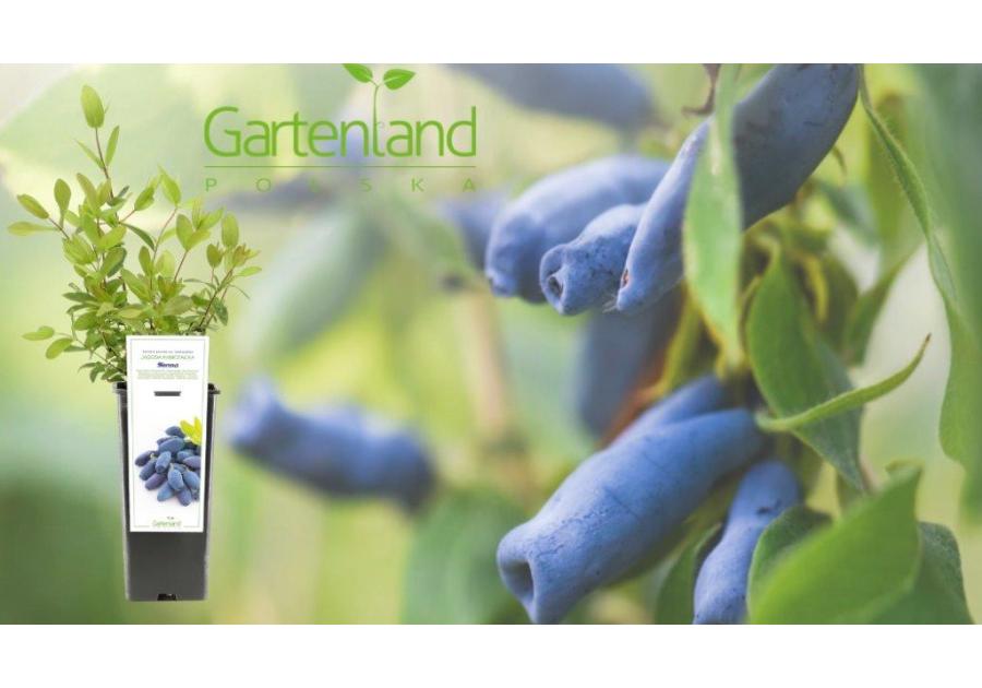 Zdjęcie: Jagoda kamczacka mix GARTENLAND