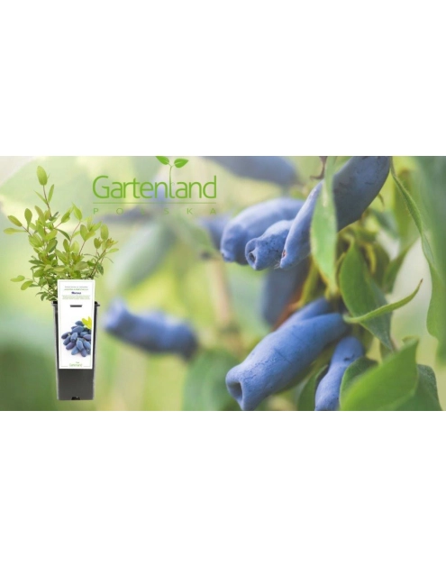 Zdjęcie: Jagoda kamczacka mix GARTENLAND