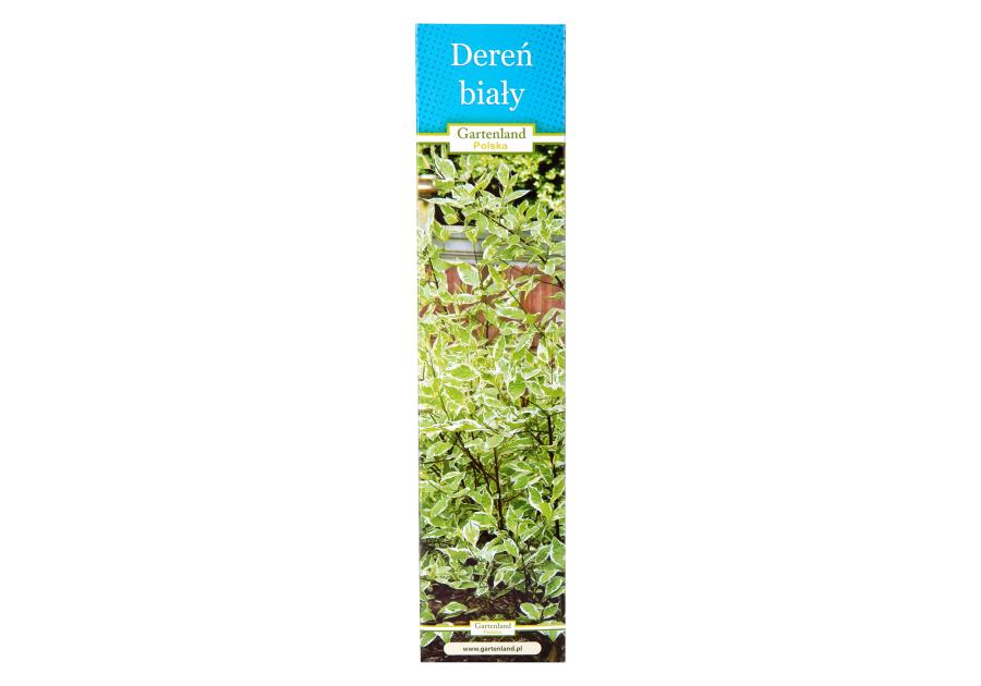 Zdjęcie: Dereń biały GARTENLAND