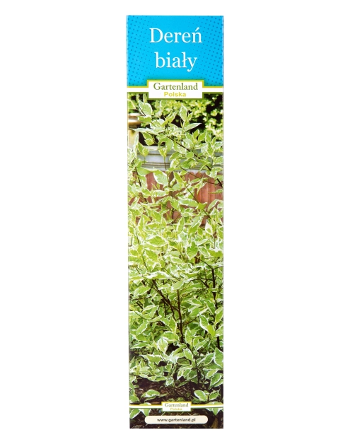 Zdjęcie: Dereń biały GARTENLAND