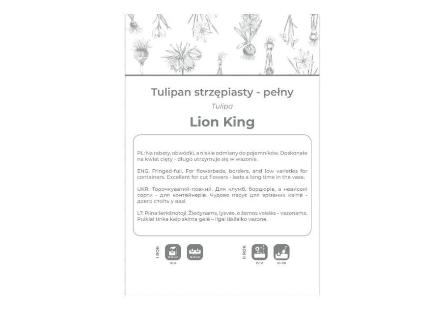 Zdjęcie: Tulipan Lion King czerwony 3 sztuki W.LEGUTKO