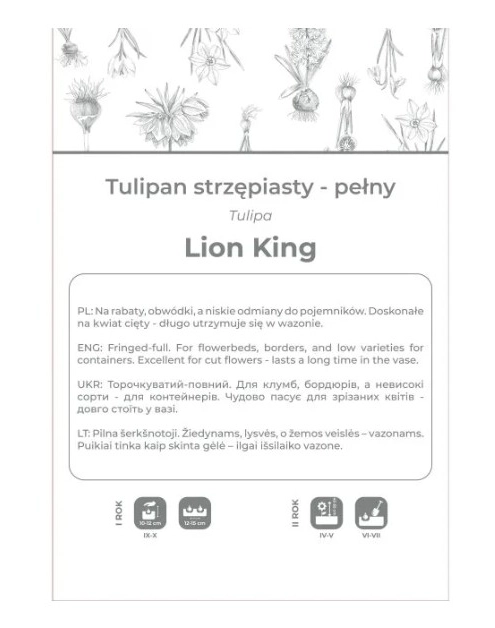 Zdjęcie: Tulipan Lion King czerwony 3 sztuki W.LEGUTKO