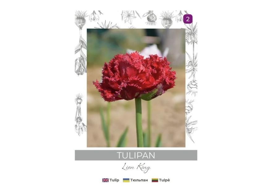Zdjęcie: Tulipan Lion King czerwony 3 sztuki W.LEGUTKO