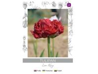 Zdjęcie: Tulipan Lion King czerwony 3 sztuki W.LEGUTKO