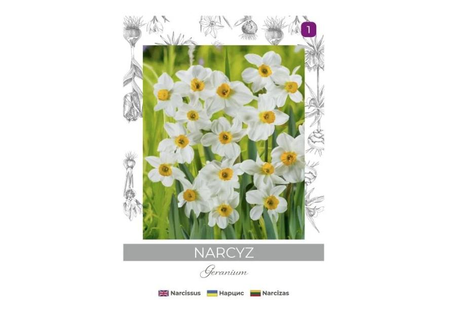 Zdjęcie: Narcyz Geranium biały 3 sztuki W.LEGUTKO