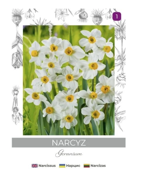 Zdjęcie: Narcyz Geranium biały 3 sztuki W.LEGUTKO