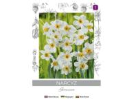 Zdjęcie: Narcyz Geranium biały 3 sztuki W.LEGUTKO