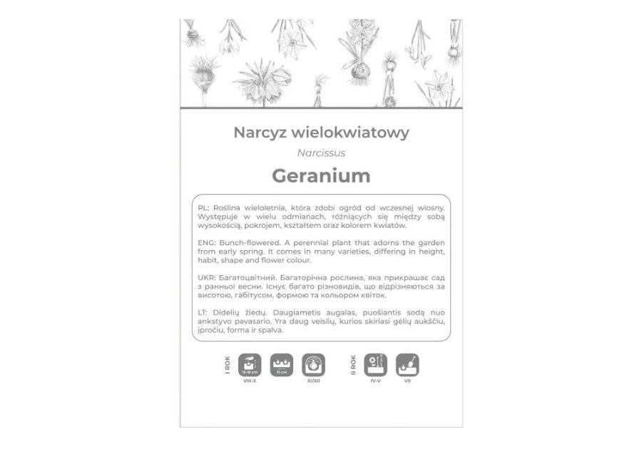 Zdjęcie: Narcyz Geranium biały 3 sztuki W.LEGUTKO