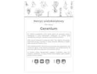 Zdjęcie: Narcyz Geranium biały 3 sztuki W.LEGUTKO