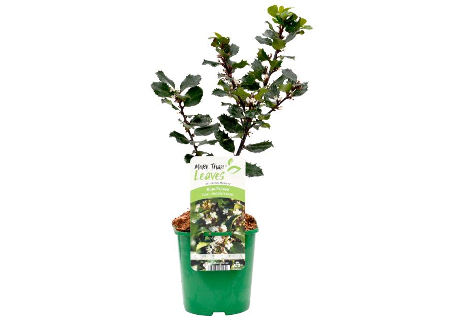 Zdjęcie: Ostrokrzew Meservy Blue Prince sadzonka CLEMATIS