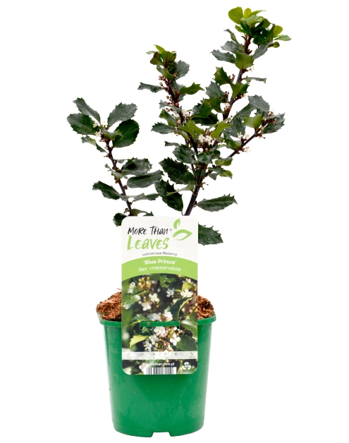 Zdjęcie: Ostrokrzew Meservy Blue Prince sadzonka CLEMATIS