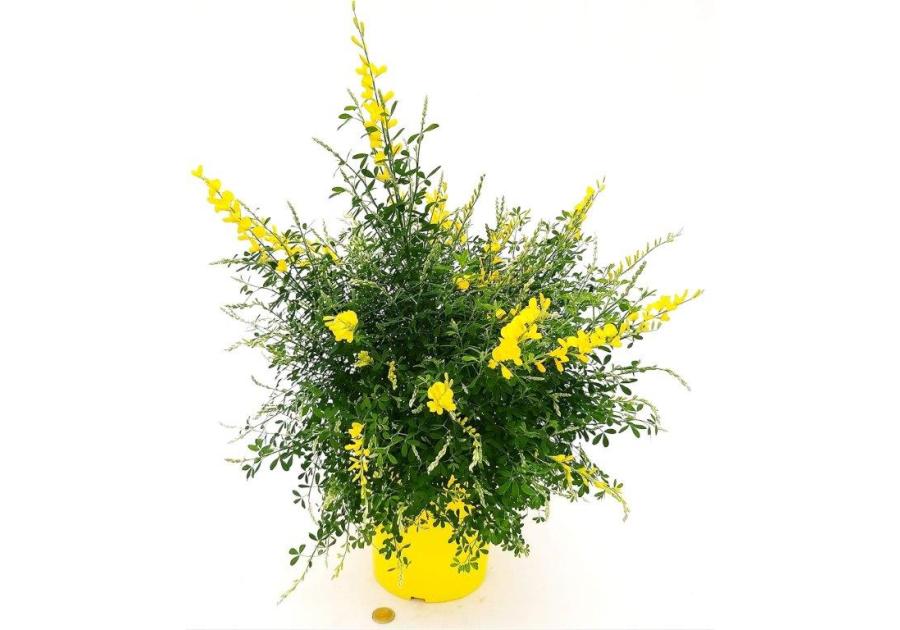 Zdjęcie: Kwiat doniczkowy Cytisus żarnowiec KAMA