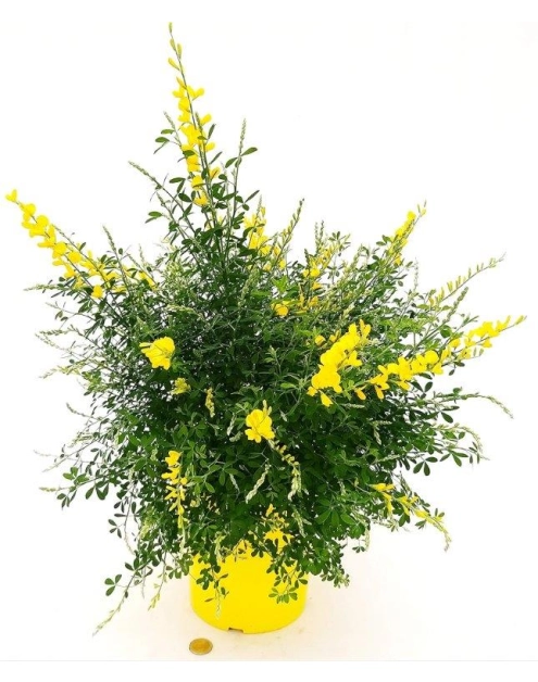 Zdjęcie: Kwiat doniczkowy Cytisus żarnowiec KAMA