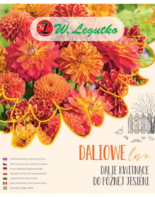 Zdjęcie: Dalie kwitnące do późnej jesieni W.LEGUTKO