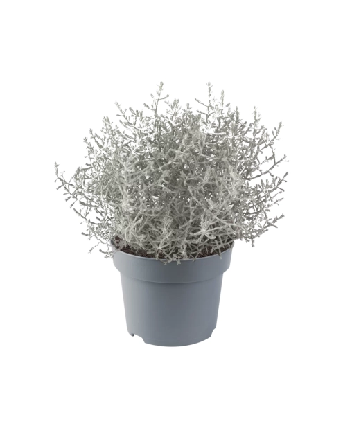 Zdjęcie: Calocephalus brownii Whimsy Silver P10