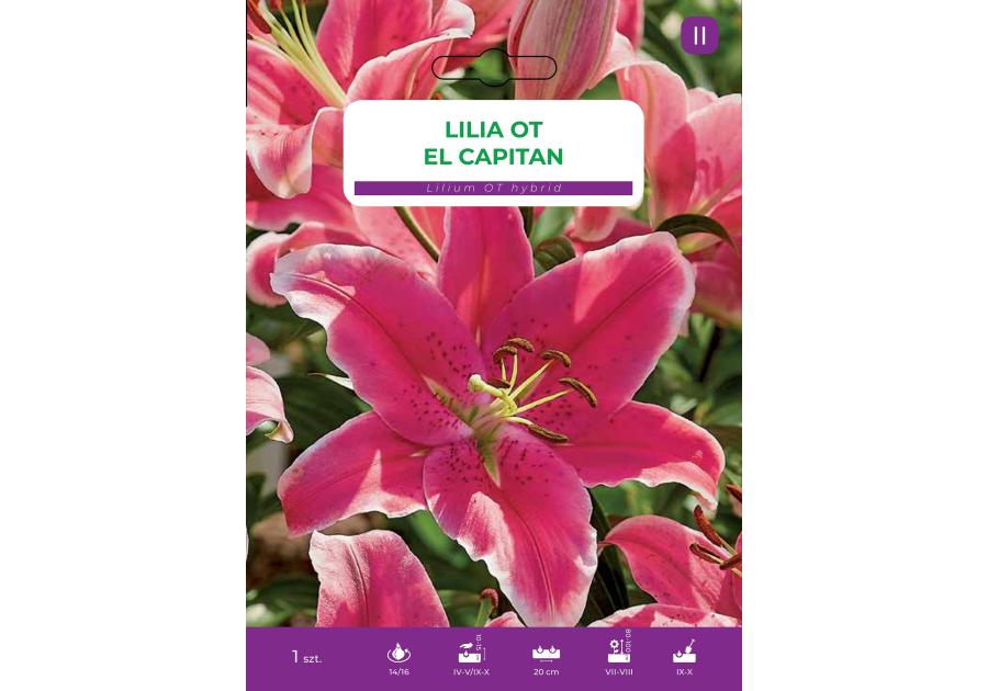 Zdjęcie: Lilia El Capitan LEGUTKO