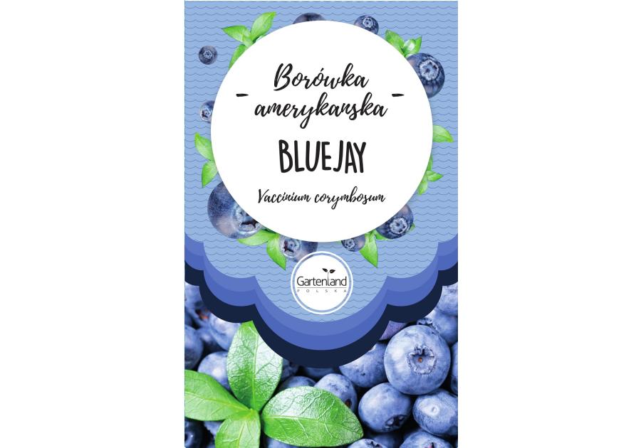 Zdjęcie: Borówka amerykańska Bluejay GATTENLAND