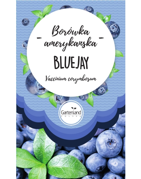 Zdjęcie: Borówka amerykańska Bluejay GATTENLAND