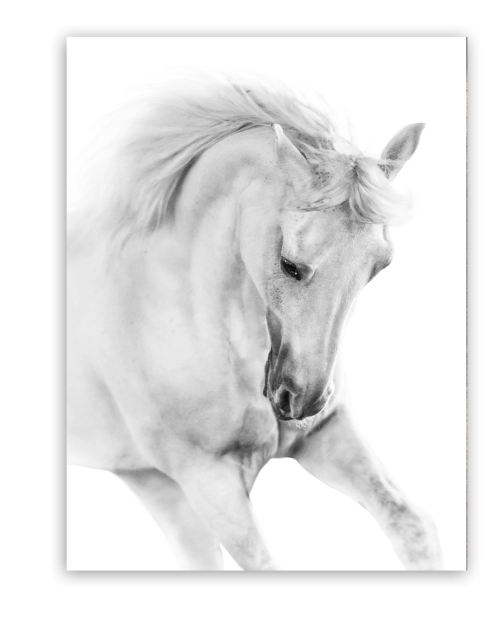 Zdjęcie: Obraz Canvas 60x80x1,8 cm Ex623 White Horse STYLER