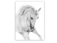 Zdjęcie: Obraz Canvas 60x80x1,8 cm Ex623 White Horse STYLER