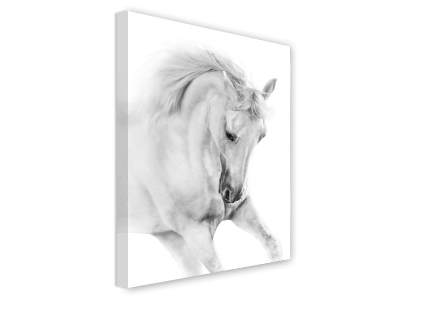 Zdjęcie: Obraz Canvas 60x80x1,8 cm Ex623 White Horse STYLER