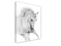 Zdjęcie: Obraz Canvas 60x80x1,8 cm Ex623 White Horse STYLER