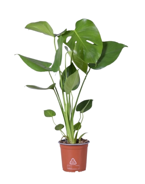 Zdjęcie: Kwiat doniczkowy Monstera KAMA