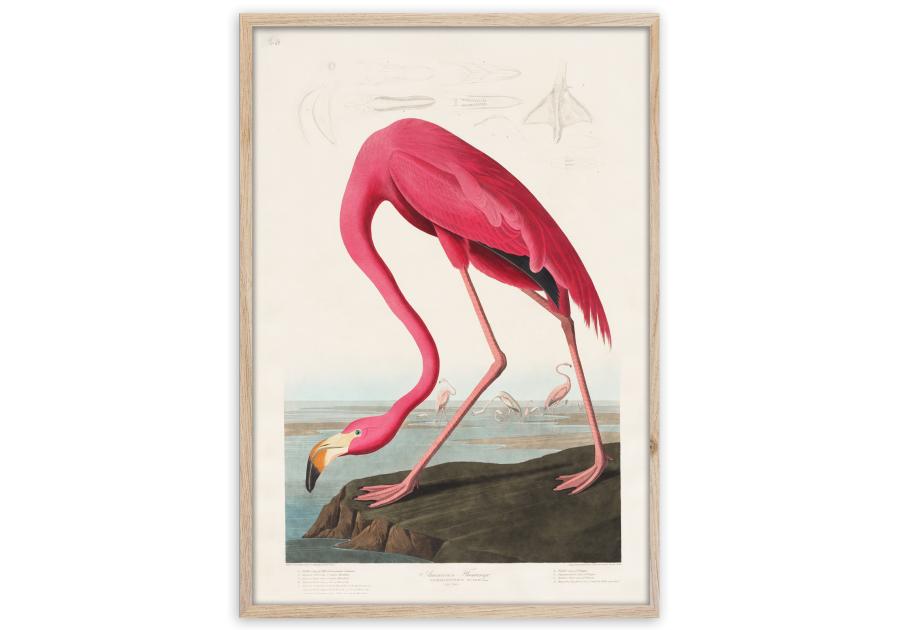 Zdjęcie: Plakat Framepic 50x70 cm Fp039 Flamingo STYLER