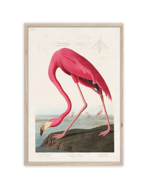 Zdjęcie: Plakat Framepic 50x70 cm Fp039 Flamingo STYLER