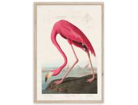 Zdjęcie: Plakat Framepic 50x70 cm Fp039 Flamingo STYLER