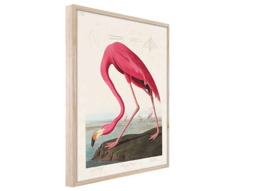 Zdjęcie: Plakat Framepic 50x70 cm Fp039 Flamingo STYLER