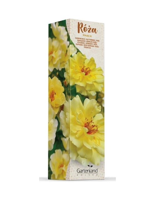 Zdjęcie: Róża pnąca mix kolorów GARTENLAND