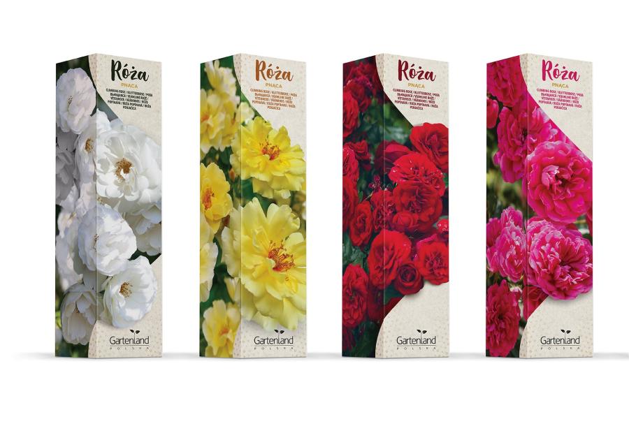 Zdjęcie: Róża pnąca mix kolorów GARTENLAND