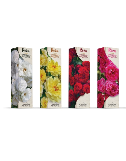 Zdjęcie: Róża pnąca mix kolorów GARTENLAND