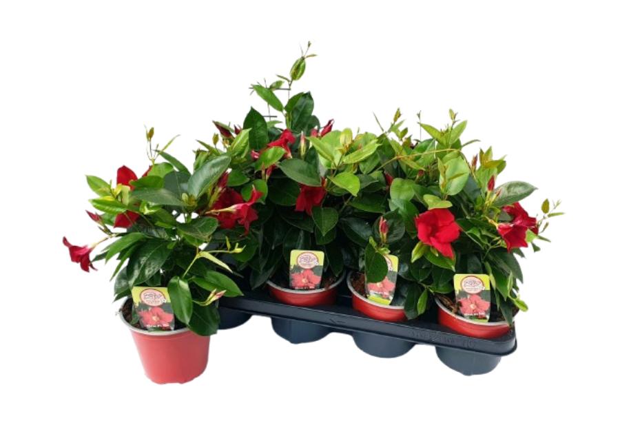 Zdjęcie: Kwiat doniczkowy Mandevilla Bush KAMA