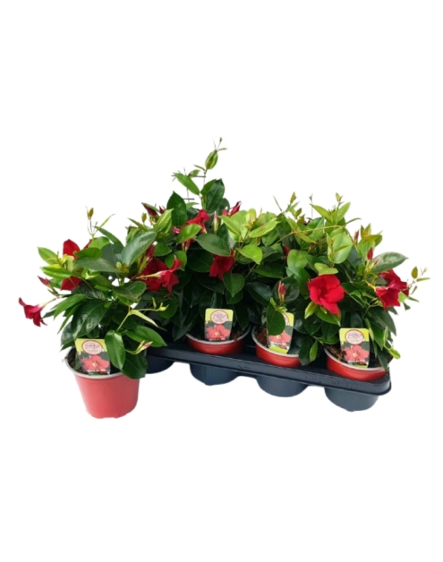 Zdjęcie: Kwiat doniczkowy Mandevilla Bush KAMA