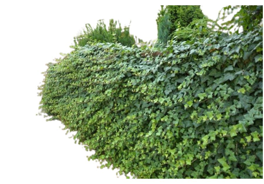 Zdjęcie: Bluszcz pospolity C2 CLEMATIS
