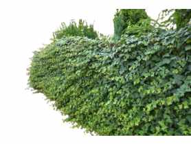 Bluszcz pospolity C2 CLEMATIS