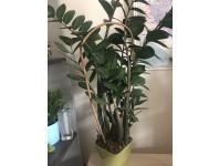 Zdjęcie: Tyczka bambusowa owalna ARC Bamboo 120 cm, naturalny, 3 sztuki NORTENE