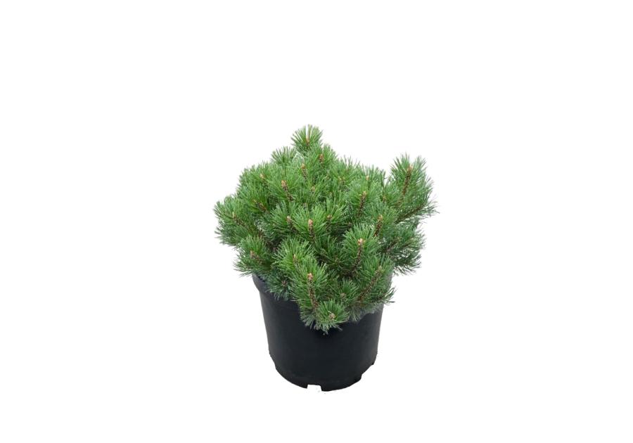 Zdjęcie: Sosna górska Pumilio Pinus Mugo sadzonka ŁAZUCCY