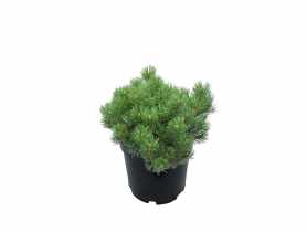 Sosna górska Pumilio Pinus Mugo sadzonka ŁAZUCCY
