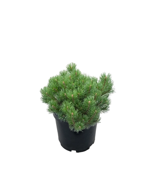 Zdjęcie: Sosna górska Pumilio Pinus Mugo sadzonka ŁAZUCCY