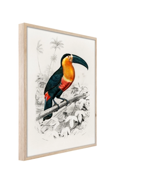 Zdjęcie: Plakat Framepic 50x70 cm Fp038 Toucan STYLER