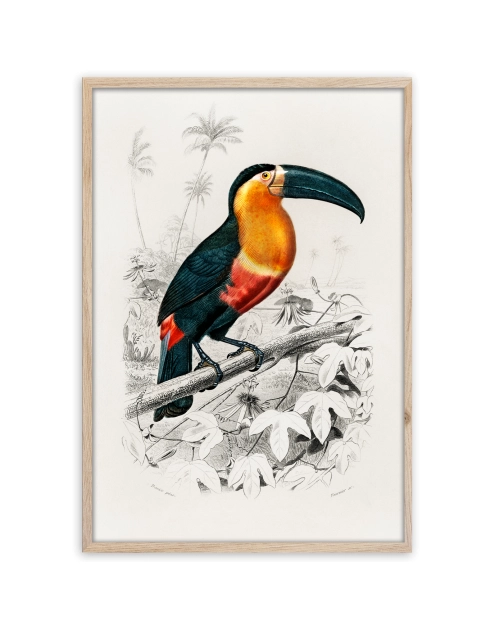 Zdjęcie: Plakat Framepic 50x70 cm Fp038 Toucan STYLER