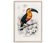 Zdjęcie: Plakat Framepic 50x70 cm Fp038 Toucan STYLER